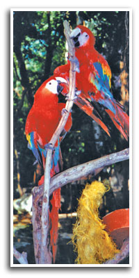 parrots
